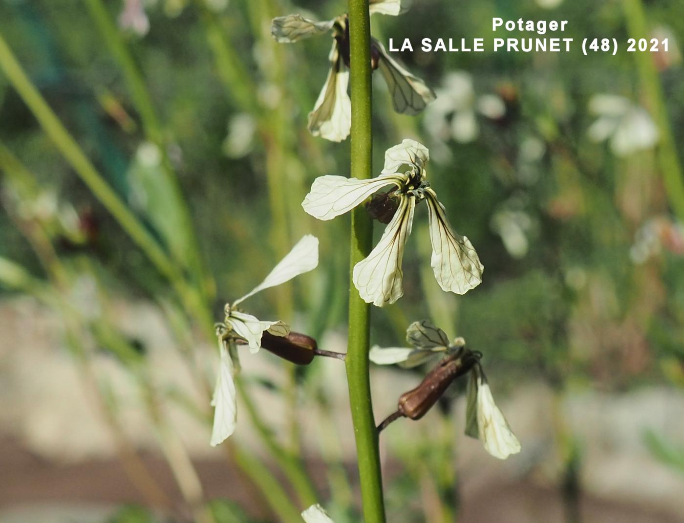 Rocket, Salad flower